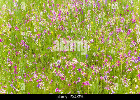 Isehara City, Japan. 10. April 2016. Chinesische Milch Wicke Blumen (Astragalus Sinicus oder Renge oder Genge) Blumen in voller Blüte, Isehara City, Präfektur Kanagawa, Japan. Bildnachweis: EDU Vision/Alamy Live-Nachrichten Stockfoto