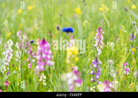 Isehara City, Japan. 10. April 2016. Chinesische Milch Wicke Blumen (Astragalus Sinicus oder Renge oder Genge) Blumen in voller Blüte, Isehara City, Präfektur Kanagawa, Japan. Bildnachweis: EDU Vision/Alamy Live-Nachrichten Stockfoto