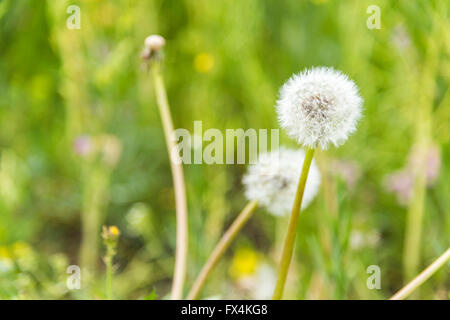 Löwenzahn in voller Blüte, Isehara City, Präfektur Kanagawa, Japan. Nahaufnahme gelb Stockfoto