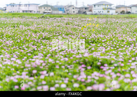 Isehara City, Japan. 10. April 2016. Chinesische Milch Wicke Blumen (Astragalus Sinicus oder Renge oder Genge) Blumen in voller Blüte, Isehara Stadt, Kanagawa Präfektur, Japan Credit: EDU Vision/Alamy Live News Stockfoto
