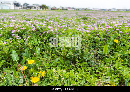 Isehara City, Japan. 10. April 2016. Chinesische Milch Wicke Blumen (Astragalus Sinicus oder chinesische Renge oder Genge) Blumen in voller Blüte, Isehara City, Präfektur Kanagawa, Japan. 10. April 2016. Vor der Verwendung von Kunstdünger, nutzte chinesische Milch Wicke als Dünger für Reisfelder. Chinesische Milch Wicke Blüte war so oft in japanischen Frühling Felder gesehen. Aber es ist vor kurzem zu verschwinden. Hier gepflegt wird chinesische Milch Wicke Felder von Gemeinde. Und Otner Frühlingsblumen sind auch gesehen. Bildnachweis: EDU Vision/Alamy Live-Nachrichten Stockfoto