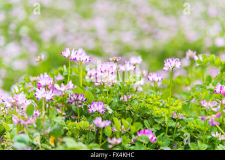 Isehara City, Japan. 10. April 2016. Chinesische Milch Wicke Blumen (Astragalus Sinicus oder Renge oder Genge) Blumen in voller Blüte, Isehara Stadt, Kanagawa Präfektur, Japan Credit: EDU Vision/Alamy Live News Stockfoto