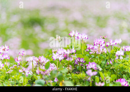 Isehara City, Japan. 10. April 2016. Chinesische Milch Wicke Blumen (Astragalus Sinicus oder Renge oder Genge) Blumen in voller Blüte, Isehara Stadt, Kanagawa Präfektur, Japan Credit: EDU Vision/Alamy Live News Stockfoto