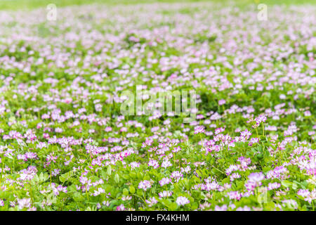 Isehara City, Japan. 10. April 2016. Chinesische Milch Wicke Blumen (Astragalus Sinicus oder Renge oder Genge) Blumen in voller Blüte, Isehara Stadt, Kanagawa Präfektur, Japan Credit: EDU Vision/Alamy Live News Stockfoto