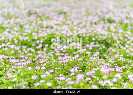 Isehara City, Japan. 10. April 2016. Chinesische Milch Wicke Blumen (Astragalus Sinicus oder Renge oder Genge) Blumen in voller Blüte, Isehara Stadt, Kanagawa Präfektur, Japan Credit: EDU Vision/Alamy Live News Stockfoto
