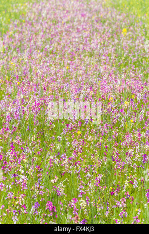 Isehara City, Japan. 10. April 2016. Chinesische Milch Wicke Blumen (Astragalus Sinicus oder Renge oder Genge) Blumen in voller Blüte, Isehara City, Präfektur Kanagawa, Japan. Bildnachweis: EDU Vision/Alamy Live-Nachrichten Stockfoto