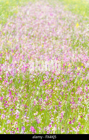 Isehara City, Japan. 10. April 2016. Chinesische Milch Wicke Blumen (Astragalus Sinicus oder Renge oder Genge) Blumen in voller Blüte, Isehara City, Präfektur Kanagawa, Japan. Bildnachweis: EDU Vision/Alamy Live-Nachrichten Stockfoto