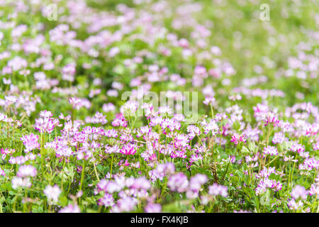 Isehara City, Japan. 10. April 2016. Chinesische Milch Wicke Blumen (Astragalus Sinicus oder Renge oder Genge) Blumen in voller Blüte, Isehara Stadt, Kanagawa Präfektur, Japan Credit: EDU Vision/Alamy Live News Stockfoto