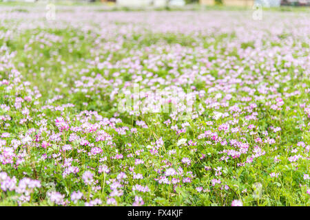 Isehara City, Japan. 10. April 2016. Chinesische Milch Wicke Blumen (Astragalus Sinicus oder Renge oder Genge) Blumen in voller Blüte, Isehara Stadt, Kanagawa Präfektur, Japan Credit: EDU Vision/Alamy Live News Stockfoto