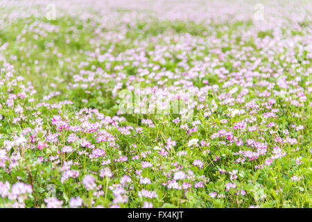 Isehara City, Japan. 10. April 2016. Chinesische Milch Wicke Blumen (Astragalus Sinicus oder Renge oder Genge) Blumen in voller Blüte, Isehara Stadt, Kanagawa Präfektur, Japan Credit: EDU Vision/Alamy Live News Stockfoto