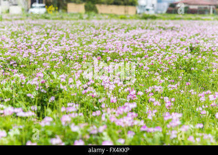 Isehara City, Japan. 10. April 2016. Chinesische Milch Wicke Blumen (Astragalus Sinicus oder Renge oder Genge) Blumen in voller Blüte, Isehara Stadt, Kanagawa Präfektur, Japan Credit: EDU Vision/Alamy Live News Stockfoto
