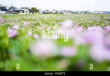 Isehara City, Japan. 10. April 2016. Chinesische Milch Wicke Blumen (Astragalus Sinicus oder Renge oder Genge) Blumen in voller Blüte, Isehara Stadt, Kanagawa Präfektur, Japan Credit: EDU Vision/Alamy Live News Stockfoto