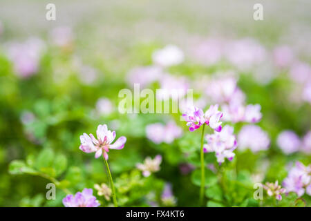 Isehara City, Japan. 10. April 2016. Chinesische Milch Wicke Blumen (Astragalus Sinicus oder Renge oder Genge) Blumen in voller Blüte, Isehara Stadt, Kanagawa Präfektur, Japan Credit: EDU Vision/Alamy Live News Stockfoto