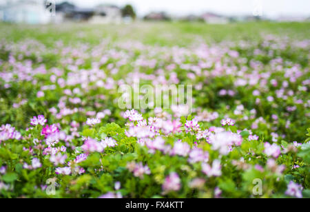 Isehara City, Japan. 10. April 2016. Chinesische Milch Wicke Blumen (Astragalus Sinicus oder Renge oder Genge) Blumen in voller Blüte, Isehara Stadt, Kanagawa Präfektur, Japan Credit: EDU Vision/Alamy Live News Stockfoto