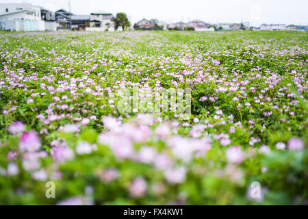 Isehara City, Japan. 10. April 2016. Chinesische Milch Wicke Blumen (Astragalus Sinicus oder Renge oder Genge) Blumen in voller Blüte, Isehara Stadt, Kanagawa Präfektur, Japan Credit: EDU Vision/Alamy Live News Stockfoto