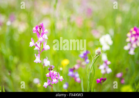 Isehara City, Japan. 10. April 2016. Chinesische Milch Wicke Blumen (Astragalus Sinicus oder Renge oder Genge) Blumen in voller Blüte, Isehara City, Präfektur Kanagawa, Japan. Bildnachweis: EDU Vision/Alamy Live-Nachrichten Stockfoto