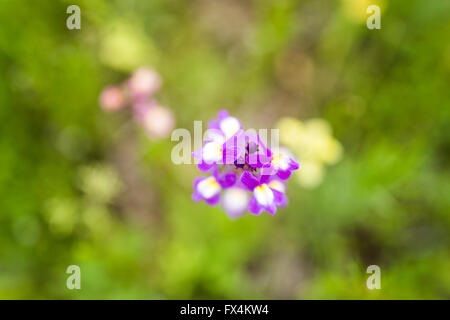 Isehara City, Japan. 10. April 2016. Chinesische Milch Wicke Blumen (Astragalus Sinicus oder Renge oder Genge) Blumen in voller Blüte, Isehara City, Präfektur Kanagawa, Japan. Bildnachweis: EDU Vision/Alamy Live-Nachrichten Stockfoto