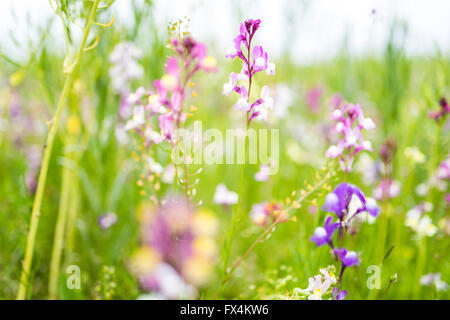 Isehara City, Japan. 10. April 2016. Chinesische Milch Wicke Blumen (Astragalus Sinicus oder Renge oder Genge) Blumen in voller Blüte, Isehara City, Präfektur Kanagawa, Japan. Bildnachweis: EDU Vision/Alamy Live-Nachrichten Stockfoto