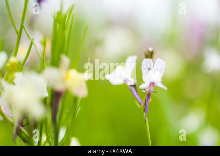 Isehara City, Japan. 10. April 2016. Chinesische Milch Wicke Blumen (Astragalus Sinicus oder Renge oder Genge) Blumen in voller Blüte, Isehara City, Präfektur Kanagawa, Japan. Bildnachweis: EDU Vision/Alamy Live-Nachrichten Stockfoto