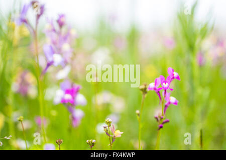 Isehara City, Japan. 10. April 2016. Chinesische Milch Wicke Blumen (Astragalus Sinicus oder Renge oder Genge) Blumen in voller Blüte, Isehara City, Präfektur Kanagawa, Japan. Bildnachweis: EDU Vision/Alamy Live-Nachrichten Stockfoto