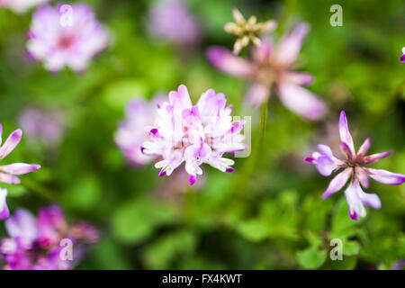 Isehara City, Japan. 10. April 2016. Chinesische Milch Wicke Blumen (Astragalus Sinicus oder Renge oder Genge) Blumen in voller Blüte, Isehara Stadt, Kanagawa Präfektur, Japan Credit: EDU Vision/Alamy Live News Stockfoto
