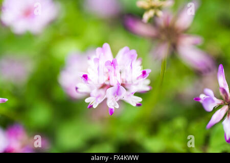 Isehara City, Japan. 10. April 2016. Chinesische Milch Wicke Blumen (Astragalus Sinicus oder Renge oder Genge) Blumen in voller Blüte, Isehara Stadt, Kanagawa Präfektur, Japan Credit: EDU Vision/Alamy Live News Stockfoto
