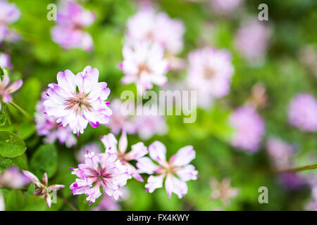 Isehara City, Japan. 10. April 2016. Chinesische Milch Wicke Blumen (Astragalus Sinicus oder Renge oder Genge) Blumen in voller Blüte, Isehara Stadt, Kanagawa Präfektur, Japan Credit: EDU Vision/Alamy Live News Stockfoto