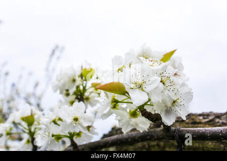 Isehara City, Japan. 10. April 2016. Birne Baum Blumen in voller Blüte, Isehara City, Präfektur Kanagawa, Japan. 10. April 2016. Birne ist eine der bekannten Produkt Isehara Stadt. Im Frühjahr werden es voller Blüte am Obstgarten Felder in Isehara Stadt. Bildnachweis: EDU Vision/Alamy Live-Nachrichten Stockfoto