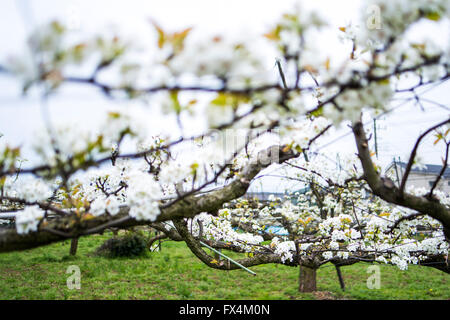 Isehara City, Japan. 10. April 2016. Birne Baum Blumen in voller Blüte, Isehara City, Präfektur Kanagawa, Japan. 10. April 2016. Birne ist eine der bekannten Produkt Isehara Stadt. Im Frühjahr werden es voller Blüte am Obstgarten Felder in Isehara Stadt. Bildnachweis: EDU Vision/Alamy Live-Nachrichten Stockfoto