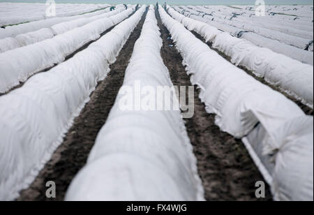 Woebbelin, Deutschland. 6. April 2016. Polnische Ernte Hände geschnitten Spargel auf einem Feld Denissen Farm nach dem offiziellen Start der Spargelsaison in Woebbelin, Deutschland, 6. April 2016. Foto: JENS Büttner/Dpa/Alamy Live News Stockfoto