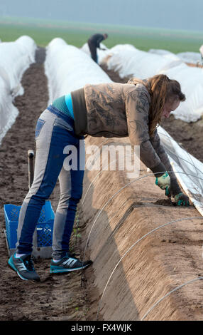 Woebbelin, Deutschland. 6. April 2016. Polnische Ernte Hände geschnitten Spargel auf einem Feld Denissen Farm nach dem offiziellen Start der Spargelsaison in Woebbelin, Deutschland, 6. April 2016. Foto: JENS Büttner/Dpa/Alamy Live News Stockfoto