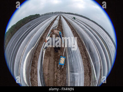 Woebbelin, Deutschland. 6. April 2016. Polnische Ernte Hände geschnitten Spargel auf einem Feld Denissen Farm nach dem offiziellen Start der Spargelsaison in Woebbelin, Deutschland, 6. April 2016. Foto: JENS Büttner/Dpa/Alamy Live News Stockfoto