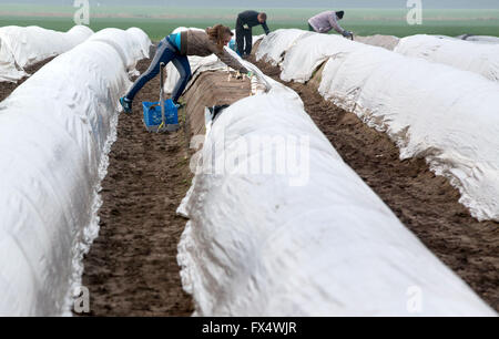 Woebbelin, Deutschland. 6. April 2016. Polnische Ernte Hände geschnitten Spargel auf einem Feld Denissen Farm nach dem offiziellen Start der Spargelsaison in Woebbelin, Deutschland, 6. April 2016. Foto: JENS Büttner/Dpa/Alamy Live News Stockfoto