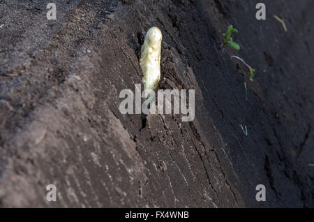 Woebbelin, Deutschland. 6. April 2016. Spargel im Bild auf einem Feld Denissen Farm nach dem offiziellen Start der Spargelsaison in Woebbelin, Deutschland, 6. April 2016. Foto: JENS Büttner/Dpa/Alamy Live News Stockfoto