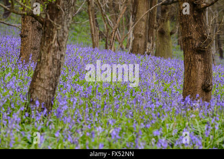 Englisch Glockenblumen wächst an der Grenze zum Wald in Warwickshire, England, Großbritannien Stockfoto