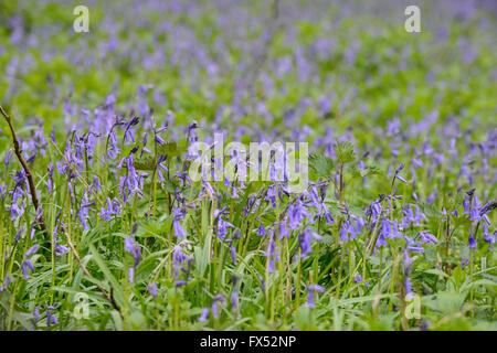 Englisch Glockenblumen wächst an der Grenze zum Wald in Warwickshire, England, Großbritannien Stockfoto