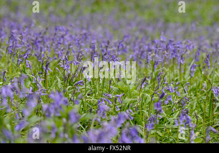 Englisch Glockenblumen wächst an der Grenze zum Wald in Warwickshire, England, Großbritannien Stockfoto