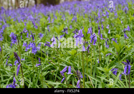 Englisch Glockenblumen wächst an der Grenze zum Wald in Warwickshire, England, Großbritannien Stockfoto