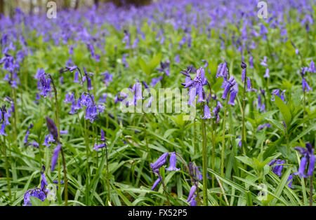 Englisch Glockenblumen wächst an der Grenze zum Wald in Warwickshire, England, Großbritannien Stockfoto