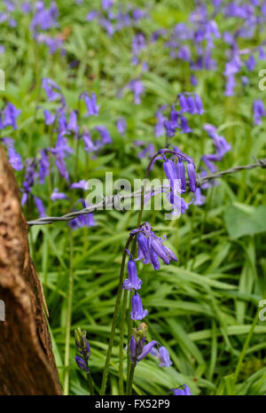 Englisch Glockenblumen wächst an der Grenze zum Wald in Warwickshire, England, Großbritannien Stockfoto