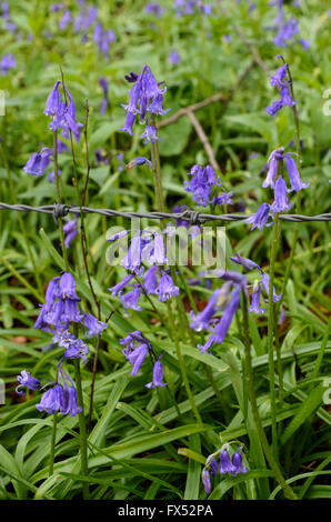 Englisch Glockenblumen wächst an der Grenze zum Wald in Warwickshire, England, Großbritannien Stockfoto