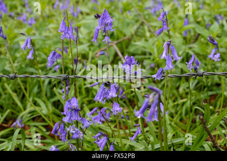 Englisch Glockenblumen wächst an der Grenze zum Wald in Warwickshire, England, Großbritannien Stockfoto