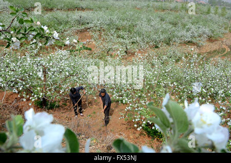 Zibo, Shandong Provinz. 12. April 2016. Obst Erzeuger Werke unter Frucht blüht Yiyuan County, Ost-China Shandong Provinz, 12. April 2016. Obstbäume in Yiyuan sind ihre volle Blüte-Phase eingetreten. Bildnachweis: Zhao Dongshan/Xinhua/Alamy Live-Nachrichten Stockfoto