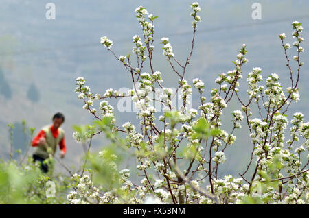 Zibo, Shandong Provinz. 12. April 2016. Ein Obstbauer bestäubt Apple Blumen in Yiyuan County, Ost-China Shandong Provinz, 12. April 2016. Obstbäume in Yiyuan sind ihre volle Blüte-Phase eingetreten. Bildnachweis: Zhao Dongshan/Xinhua/Alamy Live-Nachrichten Stockfoto