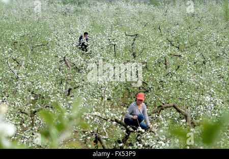 Zibo, Shandong Provinz. 12. April 2016. Obstbauern bestäuben Apple Blumen in Yiyuan County, Ost-China Shandong Provinz, 12. April 2016. Obstbäume in Yiyuan sind ihre volle Blüte-Phase eingetreten. Bildnachweis: Zhao Dongshan/Xinhua/Alamy Live-Nachrichten Stockfoto