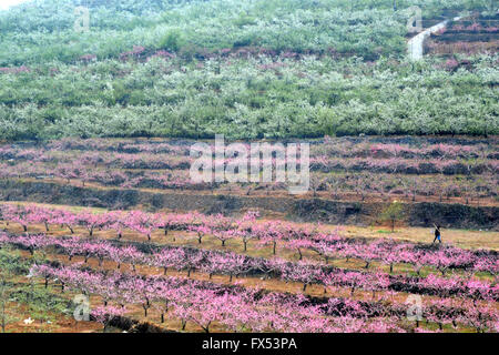 Zibo, Shandong Provinz. 12. April 2016. Ein Obstbauer wandelt unter Frucht blüht Yiyuan County, Ost-China Shandong Provinz, 12. April 2016. Obstbäume in Yiyuan sind ihre volle Blüte-Phase eingetreten. Bildnachweis: Zhao Dongshan/Xinhua/Alamy Live-Nachrichten Stockfoto