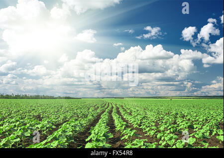 Frühling Landschaft, grüne Feld mit Gemüse Sämling Bush und blauen Wolkenhimmel Stockfoto