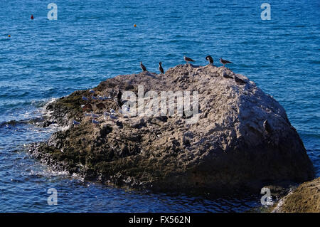 Lachmoewen Und Trottellummen Auf Einem Felsen - Lachmöwe und Common Murre auf Felsen Stockfoto