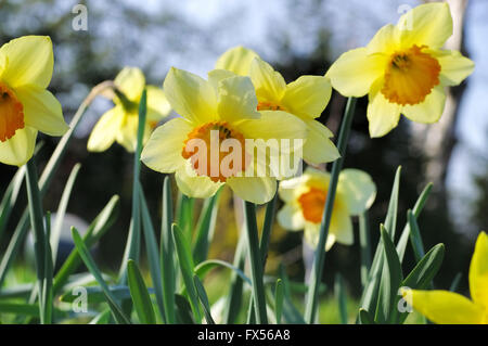 Narzisse der Sorte Orangerie - nennt man der Narzissen Blume Orangerie Stockfoto