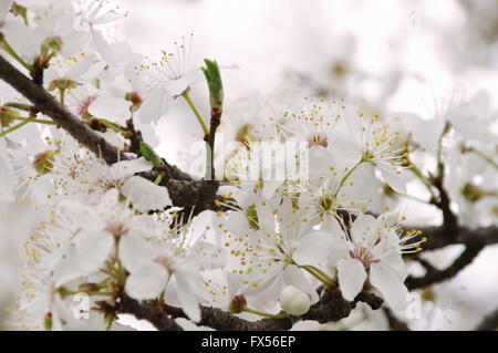 Pflaumenbaumbluete Im Frühling - weiße Pflaumenblüte im Frühjahr Stockfoto